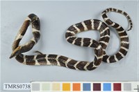 藏品(雨傘節)的圖片